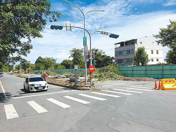 台東市四維路分隔島上20多棵40年的菩提樹被連根拔起，台東縣政府建設處表示將移植。（台東縣議員黃治維提供／蔡旻妤台東傳真）