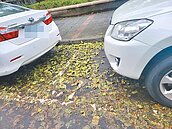 北市公園沒人掃　環保局：已全面上工