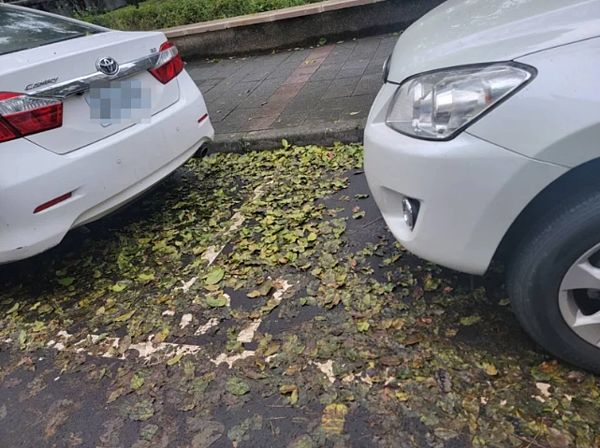 王欣儀接受文山區興業里長凌錦成她陳情,興隆公園周邊道路已多日未掃,現為落葉期,加上多雨天氣,路面濕滑,影響行人用路安全。圖/王欣儀辦公室提供