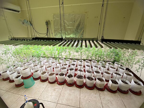 警方在虎尾透天厝查獲大麻農場，成株達312棵。圖／警方提供