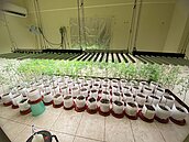 虎尾全新透天厝淪大麻農場破獲312株　房東氣炸當場解約