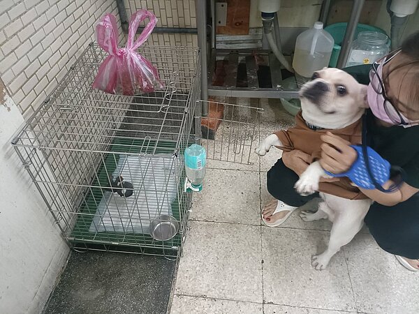 新飼主與奶茶的互動。圖/新北市政府提供