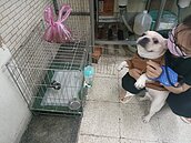 飼主不當管教寵物　動保處列入黑名單並開罰8萬元