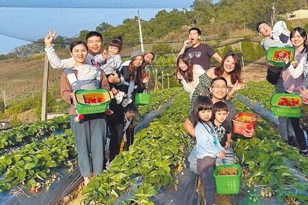 苗栗縣大湖鄉正值草莓季，衛生局抽驗23件全數合格。（蔡依珍攝）