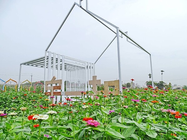 邁入第八年的「田中窯蜀葵花藝術節」，已正式登場。