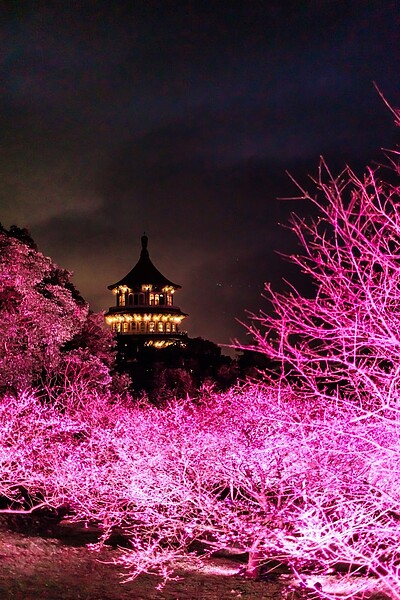 淡水無極天元宮的三色櫻開花，18日到29日都能來賞夜櫻。圖／新北市政府提供