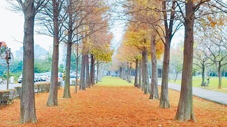 
桃園市桃園區玉山公園落羽松座落在百米長步道，拍照、打卡相當適合。（賴佑維攝）
