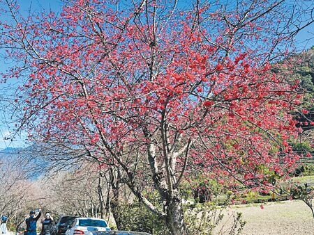 南投草坪頭櫻花季開鑼。(廖志晃攝)