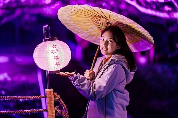 淡水無極天元宮的天山三色櫻隨著春天的腳步依序綻放繽紛爭豔,新北市府將規畫「新北蒔花好綻-浪漫櫻花季」夜間賞櫻活動。圖/新北市景觀處提供