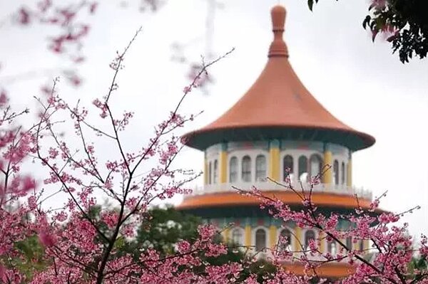 淡水天元宮三色櫻花已綻放。圖／新北市府提供