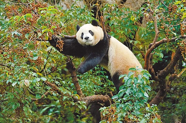 台北市動物園表示，19日上午大貓熊「圓寶」在眾多粉絲眼前照例攀爬上茄苳樹，採食更接近樹梢末端的果實。圖／台北市立動物園提供／陳薏雲台北傳真