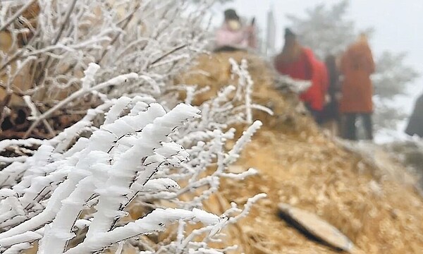 合歡山強勁風勢，讓迎風面的箭竹叢、灌木、鐵杉針葉等都形成絕美的霧淞。（民眾提供／楊靜茹南投傳真）