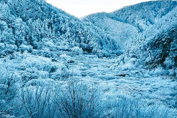 絕美白色世界思源啞口被霧淞覆蓋，地面積雪約兩公分厚，走春遊客陸續上山追雪。圖／讀者提供