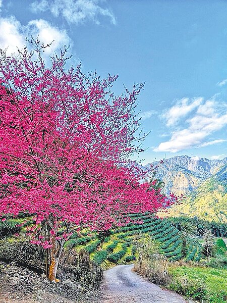南投信義鄉草坪頭的櫻花花況約3成,李花已盛開。(梅子夢工廠提供/楊靜茹南投傳真)