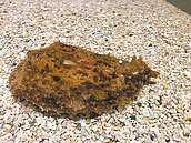 屏東海生館海兔拜年　海蛞蝓多變逗趣