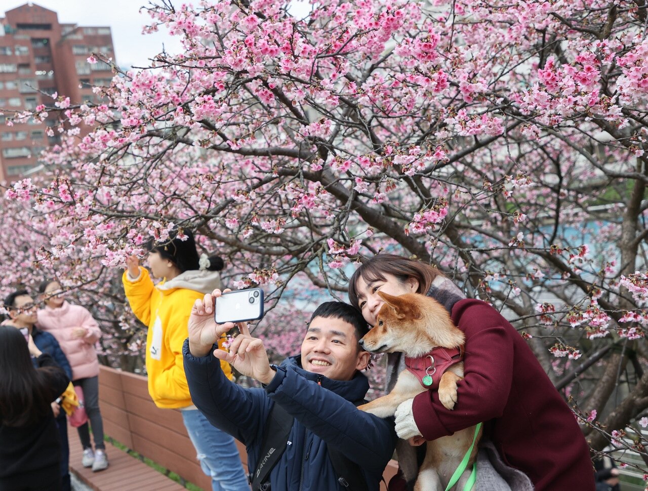 今天至明天寒流影響，各地天氣非常寒冷，易有10度以下氣溫發生，圖為遊客把握最後的春節假期到東湖賞櫻。記者余承翰／攝影 