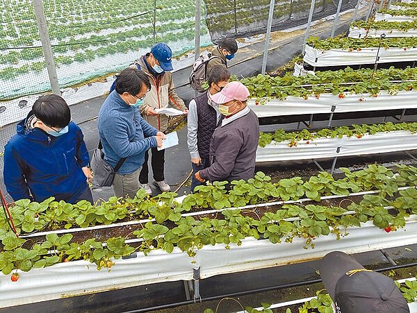 關西鎮農會邀請農改場專家了解草莓農戶受損狀況。圖／關西鎮農會提供