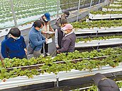 竹縣關西草莓大減產　售價飆漲3成