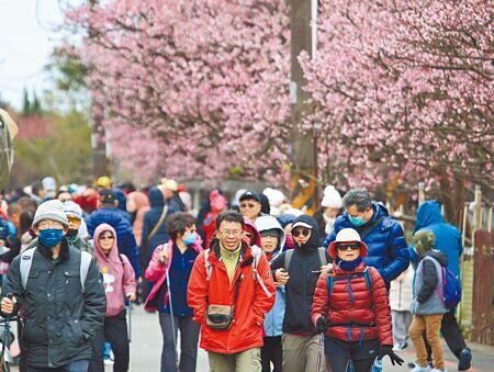 陽明山櫻花季最早開花、號稱台北市最美走春路線之一的「平菁街42巷」寒櫻,1月下旬開始悄悄綻放。大年初七許多民眾不畏低溫,在巷弄中賞櫻拍照,浪漫走春。(張鎧乙攝)