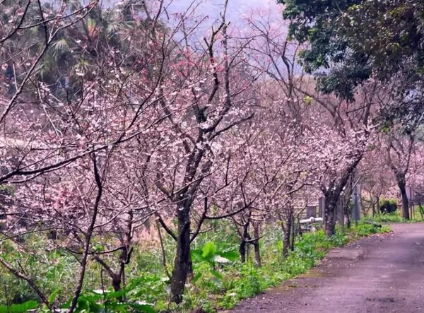 宜蘭員山鄉的稼穡林蔭步道，是最近被山友發現的賞櫻新秘境，櫻花開得美，遊客還不多。圖／讀者提供
