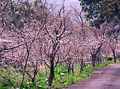 宜蘭今年櫻花開得晚　但這處秘境已盛開