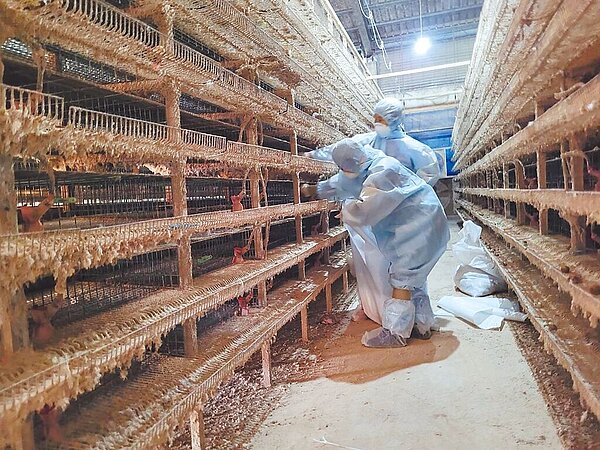 彰化是畜牧業大縣，縣內養禽場有2401家，去年至今已經累積25家肉雞、蛋雞、土雞、鵪鶉等養禽場感染H5N2及H5N1禽流感病毒，共計撲殺48萬9355隻禽畜。（彰化縣政府提供／吳建輝彰化傳真）