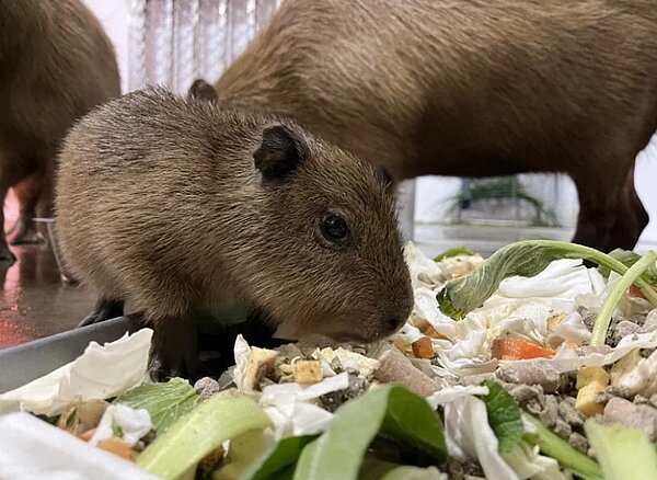 壽山動物園今宣布喜訊,來自台南頑皮世界的水豚家族在1月6日產下一隻水豚寶寶。記者林巧璉/翻攝
