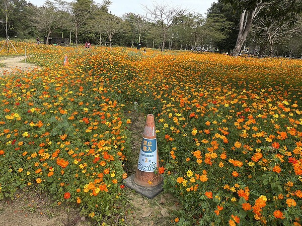 台南水道博物館的花海在春節期間很受歡迎,但卻有不少缺乏公德心的遊客,不管三角錐告示,硬要進入花海中間,把花踩死。圖/水道臉書