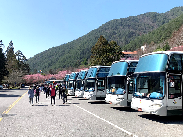 武陵農場賞櫻趣,中市交通局推app預約賞櫻專車。圖/中市府提供
