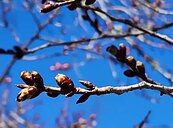 武陵農場7日起管制　10 ～15日賞櫻最佳