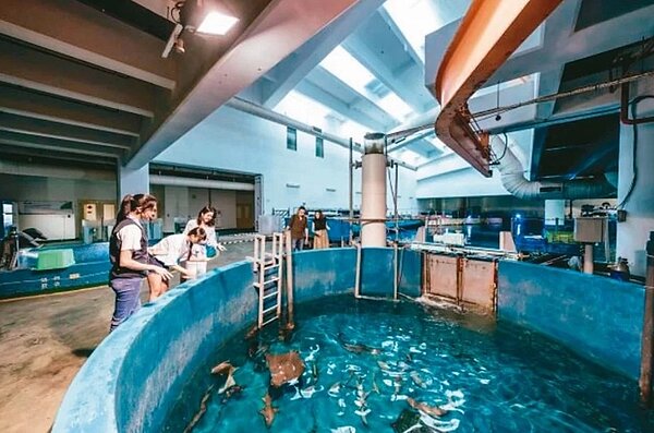 海生館「後場看個Go」結合魚你同行、海龜收容所、珊瑚農場和魚類標本典藏室,一次揭開後場秘境。 圖/海生館提供
