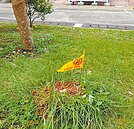 紅火蟻破壞王　林口變電所急滅3窩