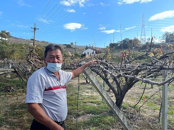 台中市高接梨因低溫影響,造成部分花序萎凋。圖/台中市府提供