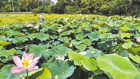 
久旱不雨，台南市白河蓮田面積今年預估恐將大減。（本報資料照片）
