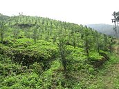 鼓勵造林護土　造林獎勵期間將從20年縮短到6年