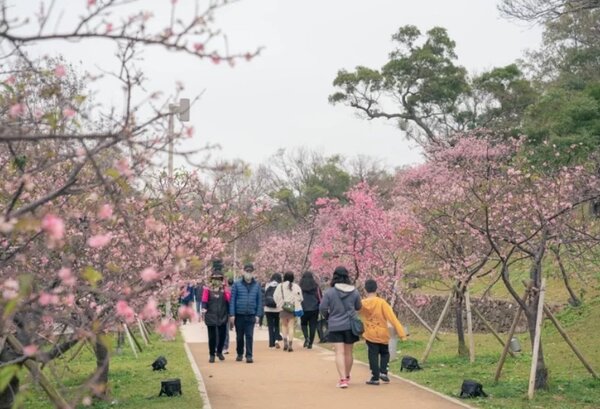 新竹公園櫻花已盛開達八成，因交通便利、距離新竹火車站、新竹轉運站僅需步行10分鐘，是很容易親近的賞櫻勝地。圖／市府提供
