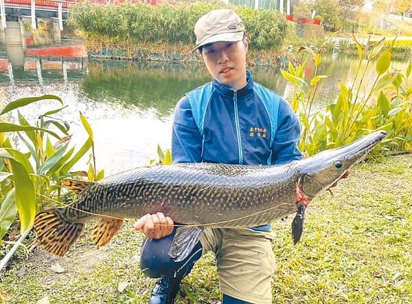 台中知名景點秋紅谷驚見有「鱷魚火箭」稱號的「福鱷」，專家日前以魚虎成功誘捕。（台中市政府提供／林欣儀台中傳真）
