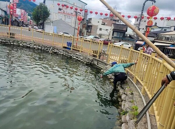 花蓮玉里圓環水池內魚隻死亡，鎮長龔文俊責成清潔隊員清除乾淨。圖／玉里鎮公所提供
