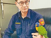 高雄鸚鵡迷路懂報案　跟回派出所找到主人