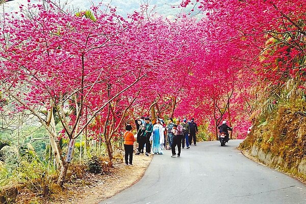 雲林縣古坑鄉149甲草嶺隧道口的青山坪農場已完全盛開,現在賞櫻正是時候。(雲林縣府文觀處提供/周麗蘭雲林傳真)
