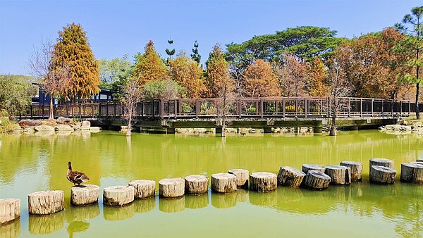 市區也有落羽松秘境，高雄凹子底森林公園限定美景。圖／高雄市工務局提供
