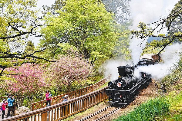 阿里山花季將登場,阿里山林業鐵路及文化資產管理處3月中、下旬推出「31號蒸汽火車」限定遊程,很多鐵道迷一年就等這一次。(阿里山林業鐵路及文化資產管理處提供/呂妍庭嘉義傳真)