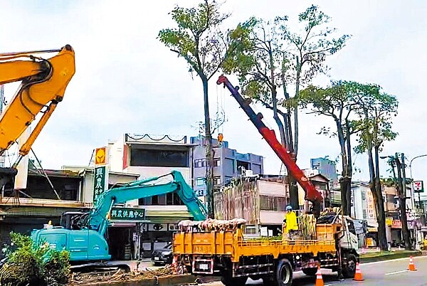 台6線苗栗縣公館鄉玉谷村路段，沿路1公里長分隔島上種有93棵黑板樹，長年來吸引鳥類棲息，但鳥叫聲、排泄物飛濺，還有黑板樹異味、殘根造成居民生活品質不佳，公路總局即日起展開移除作業。（民眾提供／李京昇苗栗傳真）