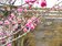 三芝三和社區綻放逾300株櫻花　打造粉紅花海