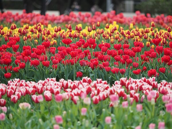 士林官邸鬱金香展,各色鬱金香保證讓你美照拍不完。圖/台北市政府提供