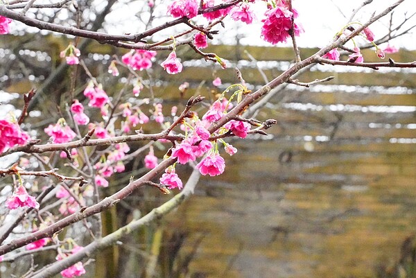 歡迎來賞花，「三生步道」花況五成。圖／新北市政府提供