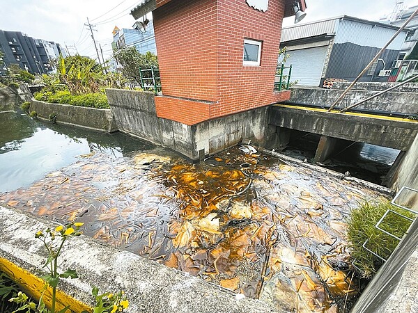 新竹縣翁厝圳被投放吸油棉片近1個月,仍擱置現場,散發惡心油臭味。記者張裕珍/攝影