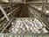 蛋蛋的哀傷　台南蛋中雞染H5N1禽流感撲殺近3萬隻