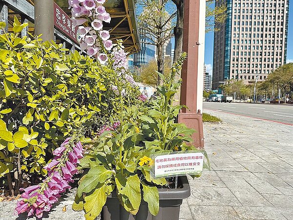 台北市政府前市民廣場、四四南村燈區周邊擺設具有毒性的植栽「毛地黃」當作裝飾,公園處事後補上告示牌。(民眾提供/李奇叡台北傳真)