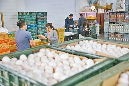 
農經公司表示，最快4、5月蛋荒才能解除。圖為台北市雞蛋大盤商將批來的雞蛋清理、秤重後分裝。（杜宜諳攝）
